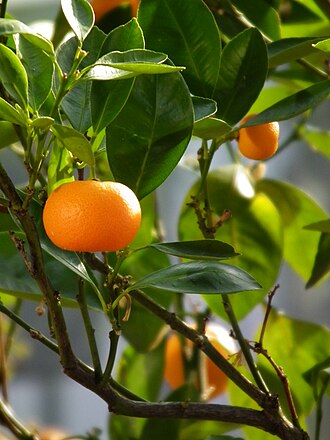 Mandarin, seedless, peeled, raw