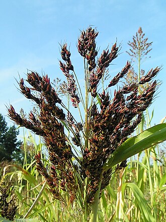 Sorghum bran, white, unenriched, dry, raw