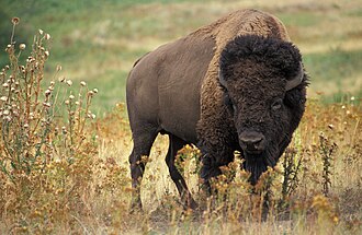 Bison, ground, raw