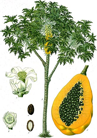 Pawpaw, peeled, seeded, raw