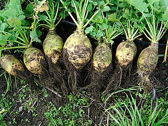 Rutabaga, peeled, raw
