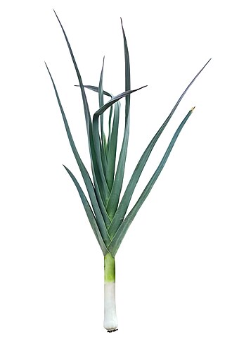 Leeks, bulb and greens, root removed, raw