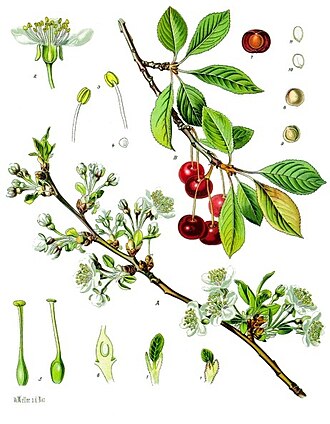 Juice, tart cherry, from concentrate, shelf-stable