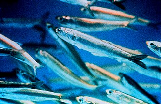 Anchovies, canned in olive oil, with salt, drained