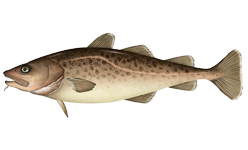 Cod, Pacific or Alaskan, frozen, wild caught