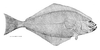 Halibut, frozen, wild caught
