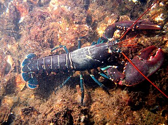 Lobster, tail only, frozen, wild caught