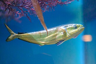 Mahi mahi, frozen, wild caught