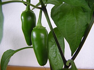 Peppers, jalapeno, seeded, raw