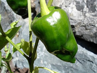 Peppers, poblano, seeded, raw