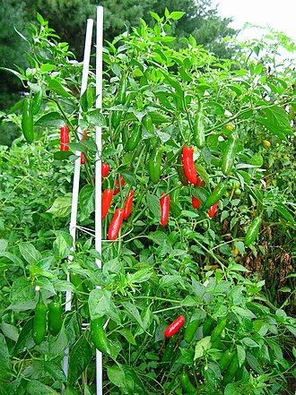 Peppers, serrano, seeded, raw