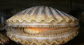 Scallops, bay, Patagonian, frozen, wild caught