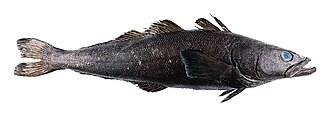 Sea bass, Chilean, frozen, wild caught