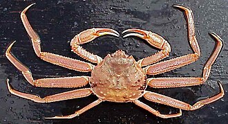 Snow crab, legs only, frozen  