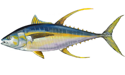 Tuna, ahi or yellowfin, frozen, wild caught