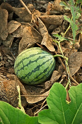 Watermelon, seedless, rind only, raw