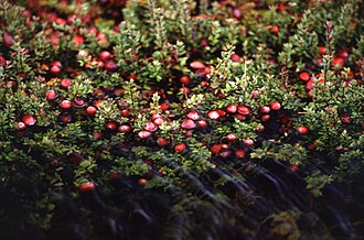 Cranberries, dried, sweetened