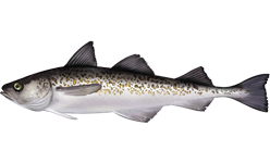 Alaska Pollock, raw