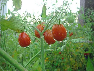 Tomatoes, grape, raw