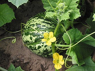 Melons, cantaloupe, raw