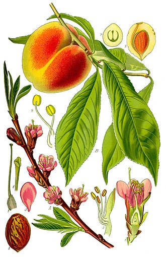 Nectarines, raw