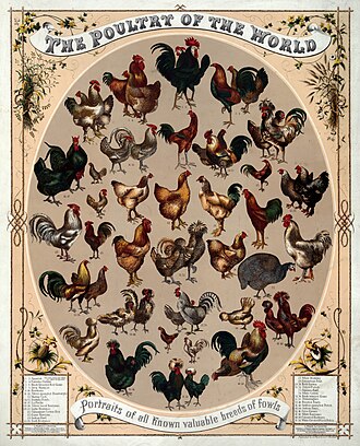 Chicken, broilers or fryers, drumstick, meat only, cooked, braised