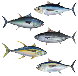 Fish, tuna, light, canned in water, drained solids