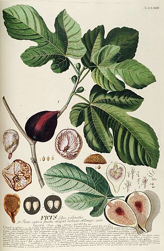 Figs, dried, uncooked