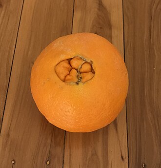Oranges, raw, navels