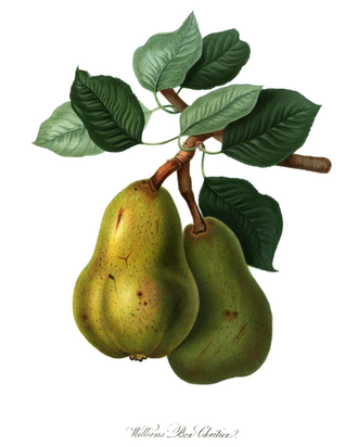 Pears, raw, bartlett
