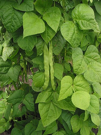 Beans, Dry, Carioca (0% moisture)